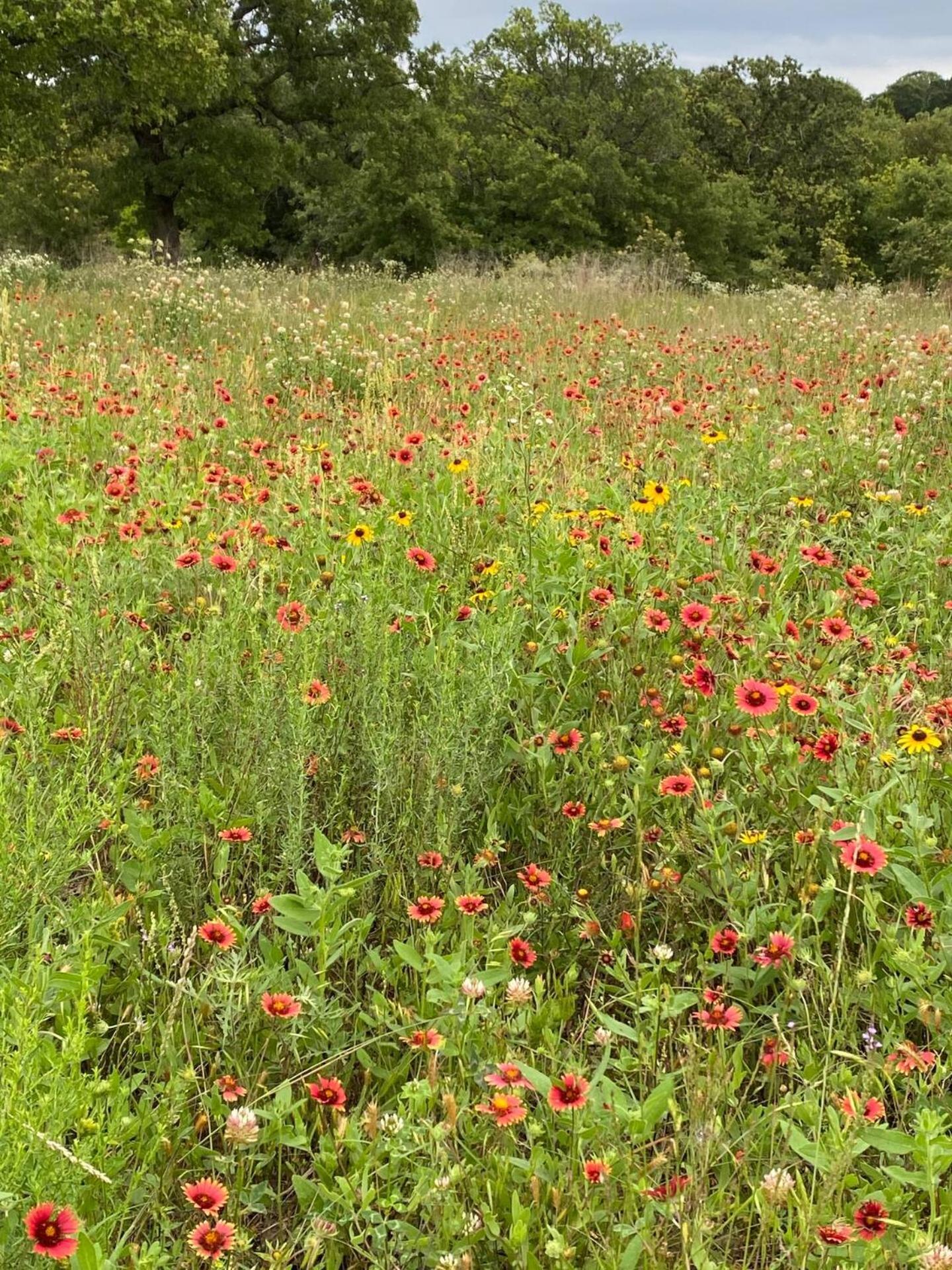 Nature Retreateclectic Country Boho Farmhouse Nocona 外观 照片