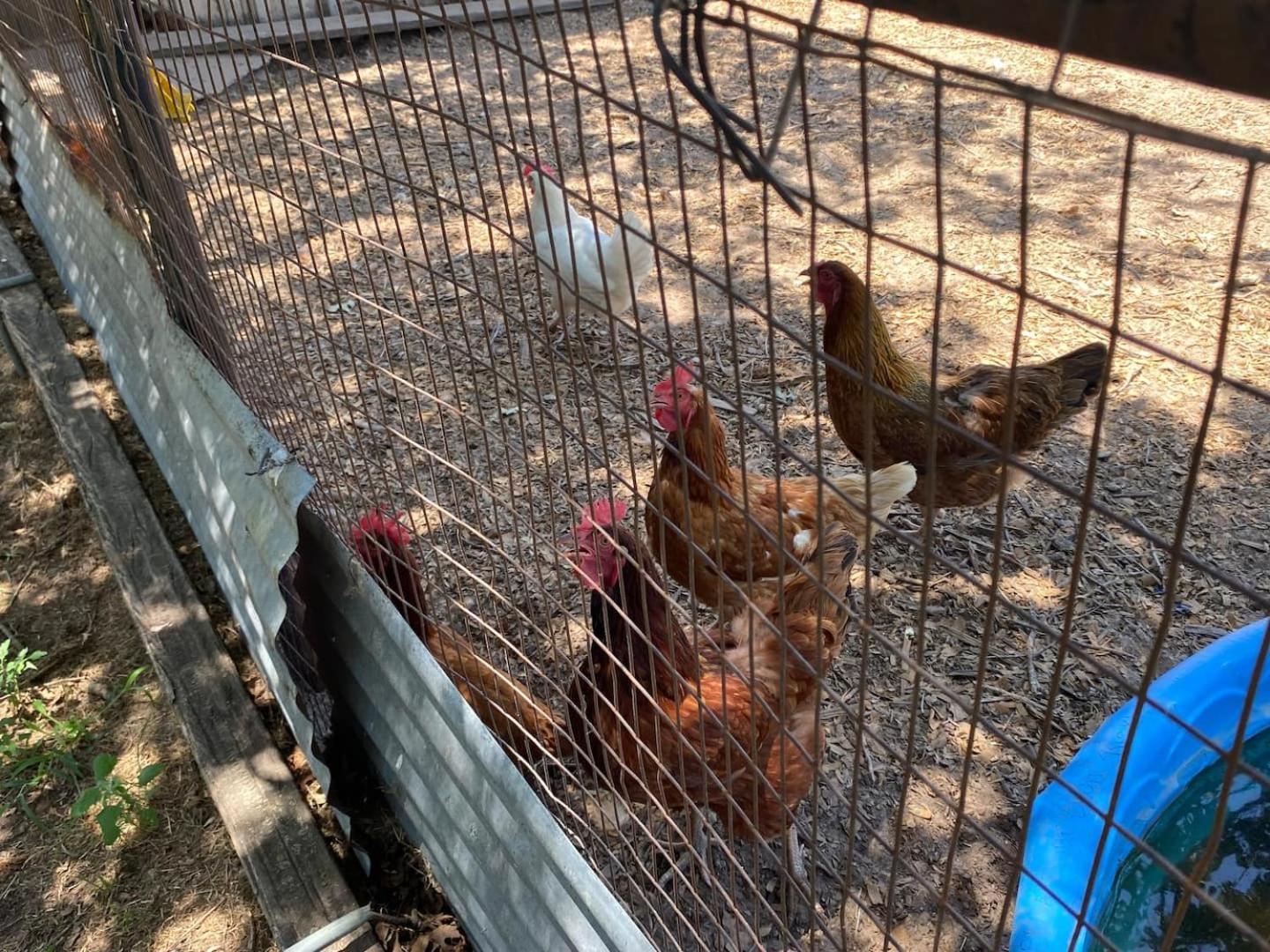 Nature Retreateclectic Country Boho Farmhouse Nocona 外观 照片