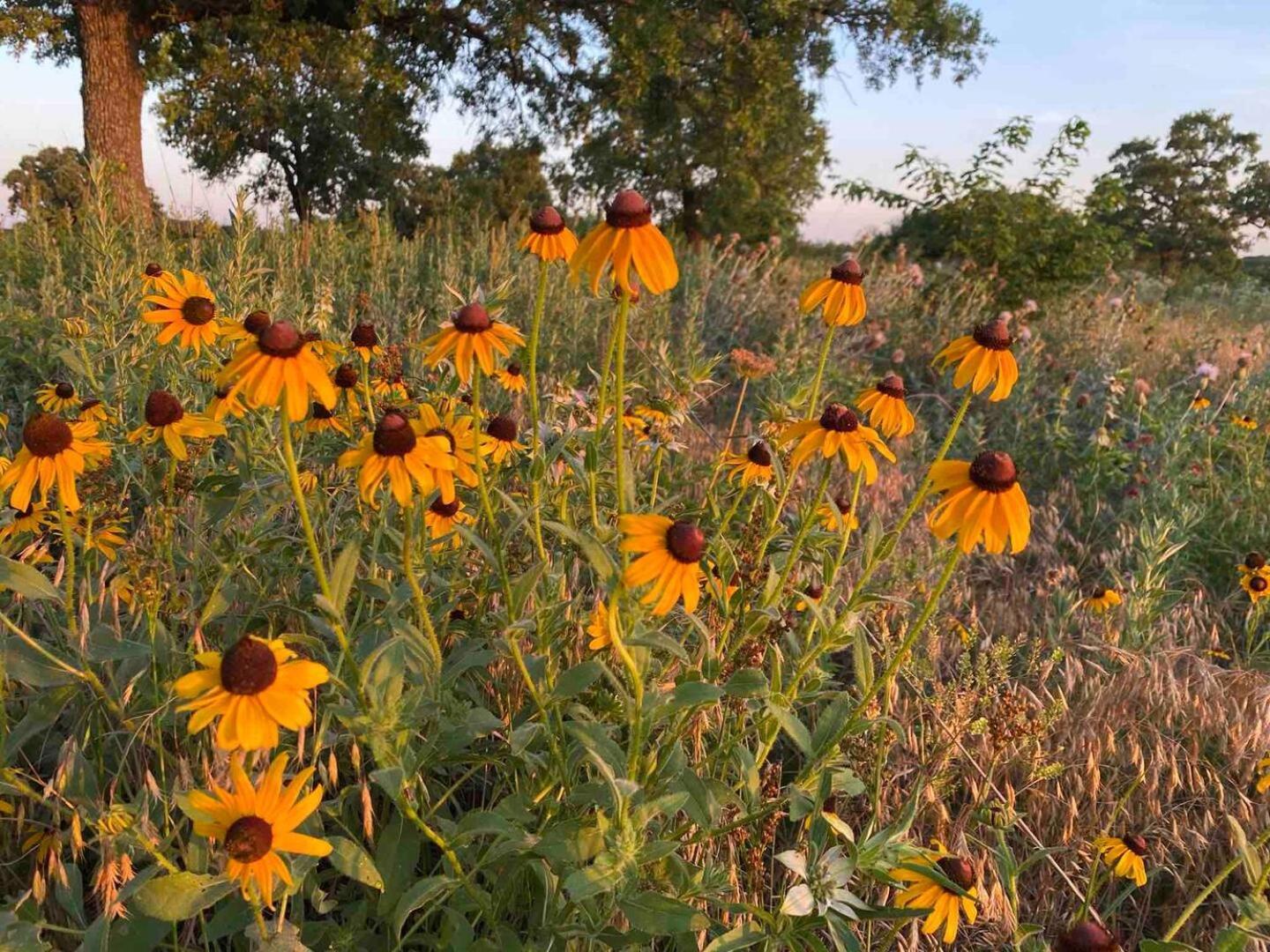 Nature Retreateclectic Country Boho Farmhouse Nocona 外观 照片
