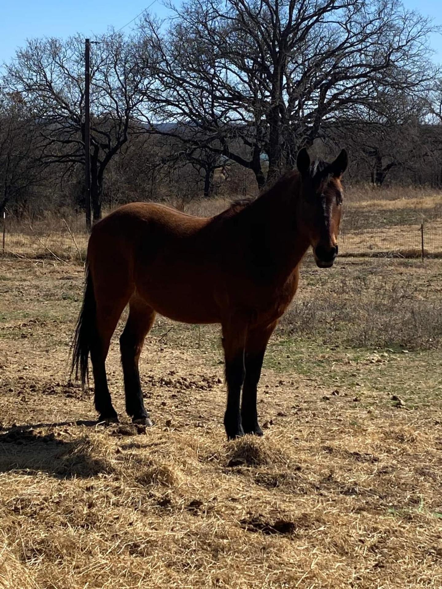 Nature Retreateclectic Country Boho Farmhouse Nocona 外观 照片