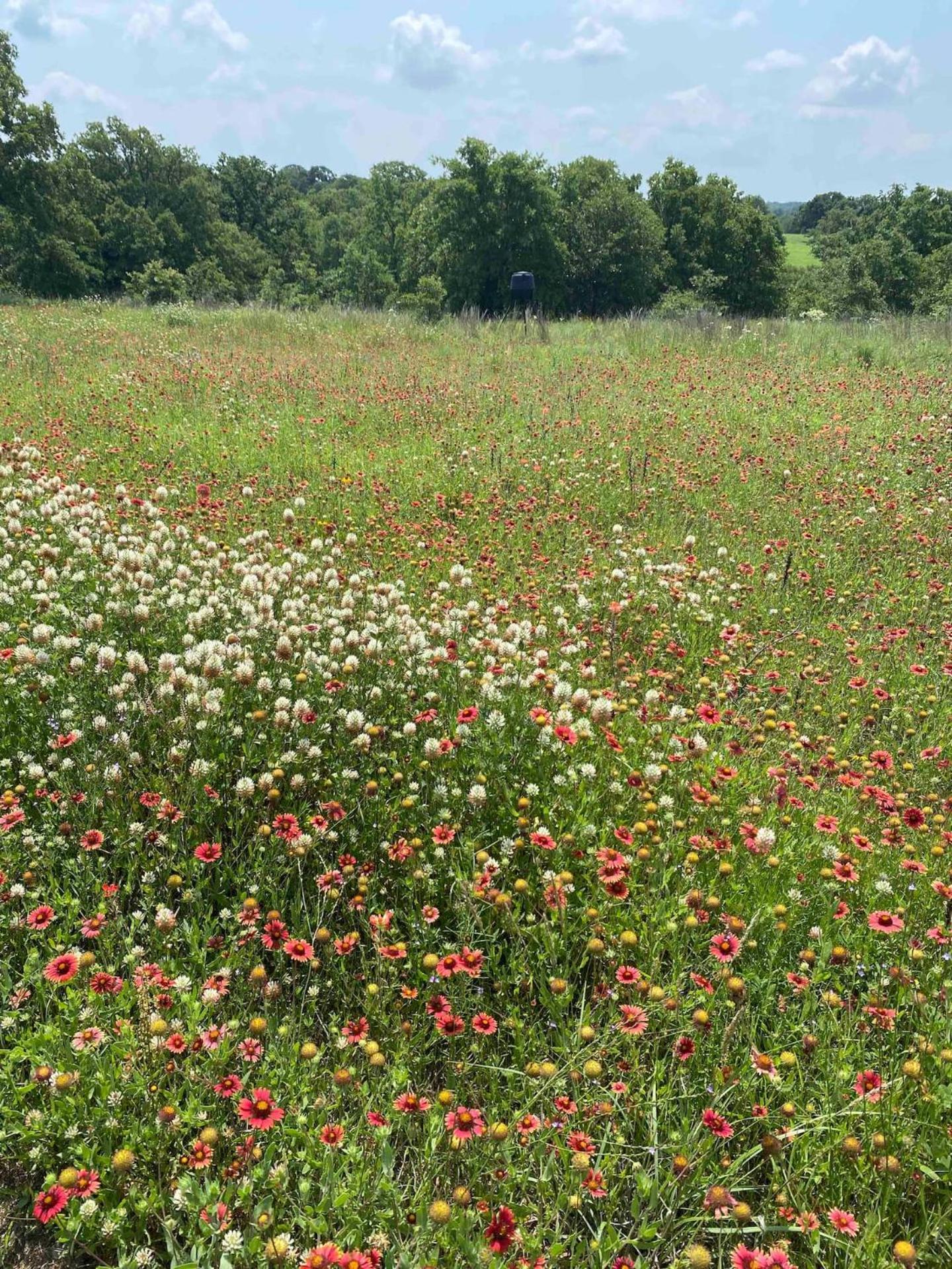 Nature Retreateclectic Country Boho Farmhouse Nocona 外观 照片