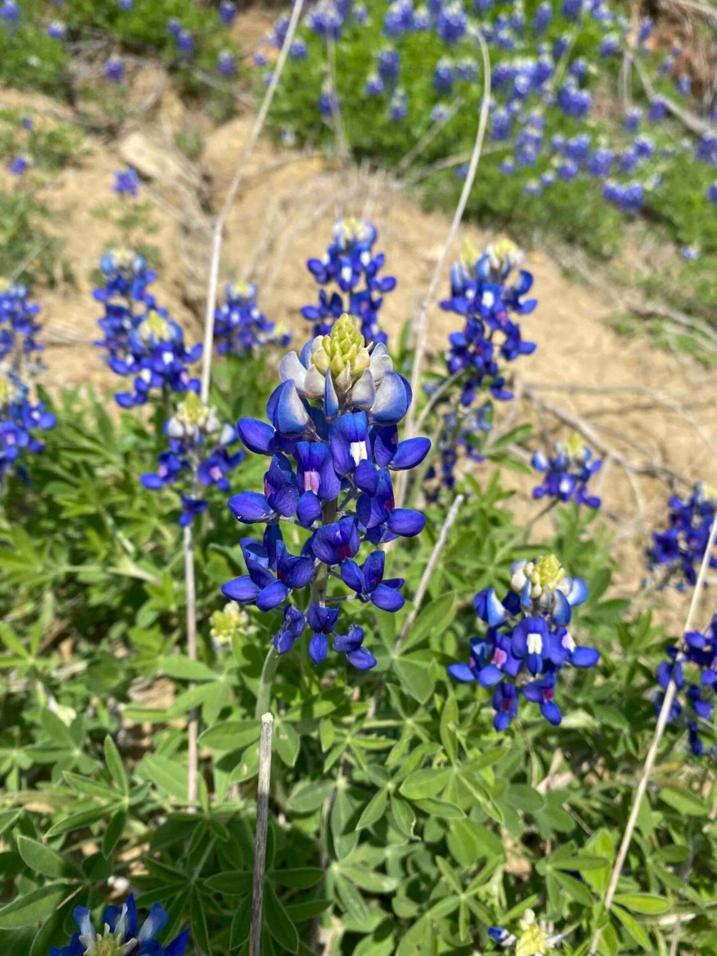 Nature Retreateclectic Country Boho Farmhouse Nocona 外观 照片